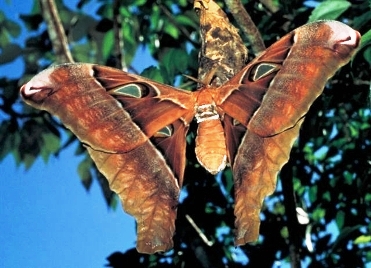 herc-moth