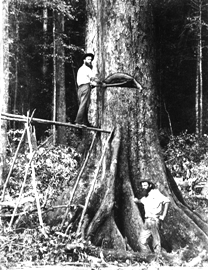 hist-timber